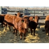 Image 1 : Fox Cattle Co. - 6 Bred Heifers (Pen 416)