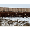 Image 4 : Jones Valleyview Ranch - 24 RBF Angus/Hereford X Replacement Heifers (Balzac, AB)
