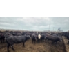 Image 8 : Amber Mountain Farms - 670# July Delivery Heifers - 88 Head (Vauxhall, AB)