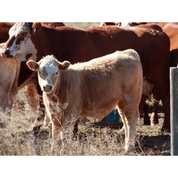 F Nester Ranching - 500# October Delivery Steer Calves - 100 Head (Picture Butte, AB) VBP+