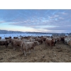 Image 10 : Box Anchor Farms - 930# March Delivery Heifers - 195 Head (Dewberry, AB)