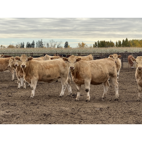 Jason Szymanek - 720# October Delivery Weaned Heifers - 170 Head (Stauffer, AB)