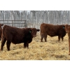 Image 3 : Winn Man Farms - 780# March Delivery Steers - 78 Head (Winnipegosis, MB)