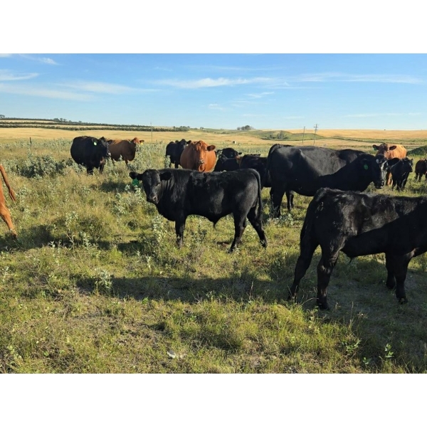 Anchor 7 Cattle Co. - 600# October Delivery Steer Calves - 60 Head (Linden, AB)