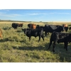Image 1 : Anchor 7 Cattle Co. - 600# October Delivery Steer Calves - 60 Head (Linden, AB)