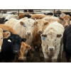 Image 2 : JG Larson Livestock (V-V) - 885# April Delivery Steers - 38 Head (Jenner, AB) VBP+