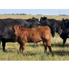 Image 5 : Hobman Livestock - 550# October Delivery Heifer Calves - 106 Head (Nokomis, SK)