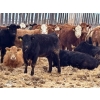 Image 2 : Hines Ranching - 825# February Delivery Yearling Heifers - 73 Head (Marwayne, AB)