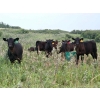 Image 3 : Right Cross Ranch - 525# November Delivery Steer Calves - 300 Head (Gapview, SK)