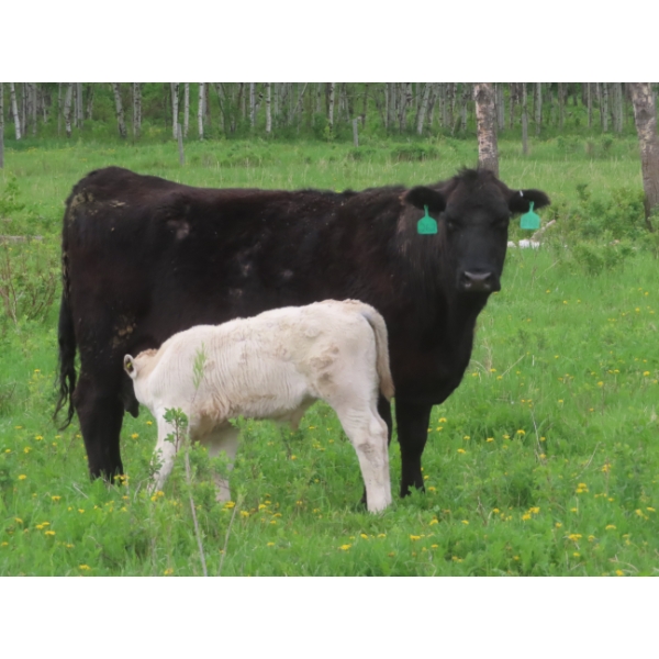 6 S Feeders Inc. - 580# November Delivery Weaned Steers - 105 Head (Moosomin, SK)