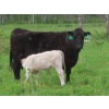 Image 1 : 6 S Feeders Inc. - 580# November Delivery Weaned Steers - 105 Head (Moosomin, SK)