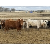 Image 5 : Jason & Kevin Szymanek - 920# April/May Delivery Steers - 136 Head (Stauffer, AB)