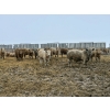 Image 5 : Douglass Agro - 710# February Delivery Weaned Steers - 175 Head (Gem, AB) 