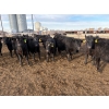 Image 3 : Lowe Ranches - 685# March Delivery Steers - 44 Head (Nanton, AB)