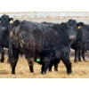 Image 3 : Justin Tateson - 10 Black Angus X 1st Calf Pairs (Scandia, AB)