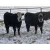 Image 2 : Lemmer Farms - 20 BBF Bred Heifers (Rocky View, AB)
