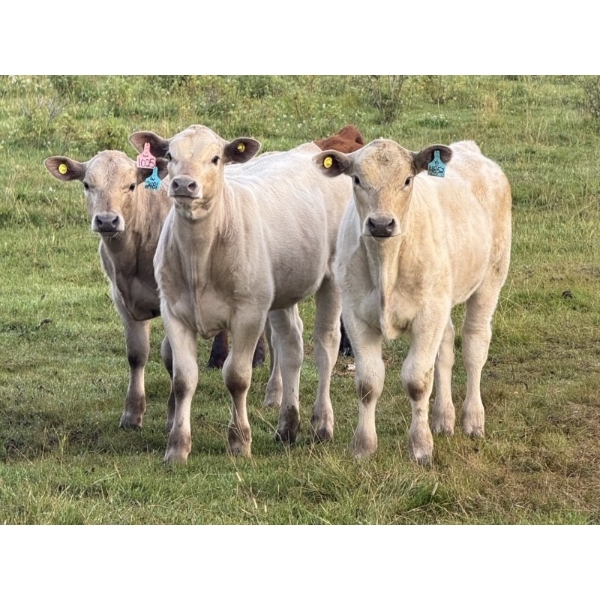 Jubilee Farms Ltd. - 700# February Delivery Weaned Steers - 180 Head (Westlock, AB)