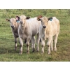 Image 1 : Jubilee Farms Ltd. - 700# February Delivery Weaned Steers - 180 Head (Westlock, AB)