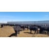 Image 5 : Cattlewood Farms Ltd. - 690# May Delivery Steers - 117 Head (Stirling, AB)