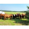 Image 2 : Tom & Terri Jamieson - 725# September Delivery Steer Calves - 85 Head (Newbrook, AB)