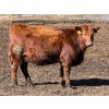 Image 5 : Scott & Gail Sapergia - 15 Red Simm X November Delivery Bred Heifers (Hays, AB)