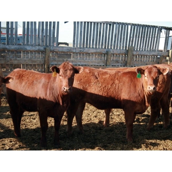 A&S Farms - 24 Red Simm X Replacement Heifers (Coaldale, AB)