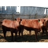 Image 1 : A&S Farms - 24 Red Simm X Replacement Heifers (Coaldale, AB)
