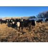 Image 3 : Bircham Ranch - 870# March Delivery Steers - 205 Head (Piapot, SK)