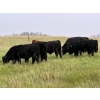 Image 4 : Muirhead Cattle Co. - 640# Steer Calves - 93 Head (Shellbrook, SK)