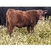 Image 2 : Matthew & Allisa Spruyt - 600# Steer Calves - 80+ Head (Tofield, AB)