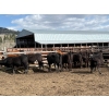 Image 6 : Nelson Creek Ranch - 741# May Delivery Heifers - 26 Head (Claresholm, AB)