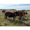 Image 3 : Edgar's Custom Farming Ltd. - 1025# Sept/Oct Delivery Grass Steers - 180 Head (Elkhorn, MB)