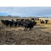 Image 8 : South Island Farms - 860# February Delivery Steers - 300 Head (Bow Island, AB)