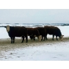 Image 2 : Merrick Campbell Herd Dispersal - 44 4 & 5 Year-Old Bred Cows (Calahoo, AB) VBP+