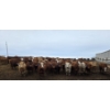Image 2 : Cattlewood Farms Ltd. - 800# March Delivery Heifers - 215 Head (Stirling, AB)