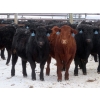 Image 2 : D & N Livestock - 900# February Delivery Steers - 68 Head (Peebles, SK)