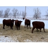 Image 3 : Munro Ranching - 10 Red Angus X March/April Calving Bred Heifers (Cochrane, AB)