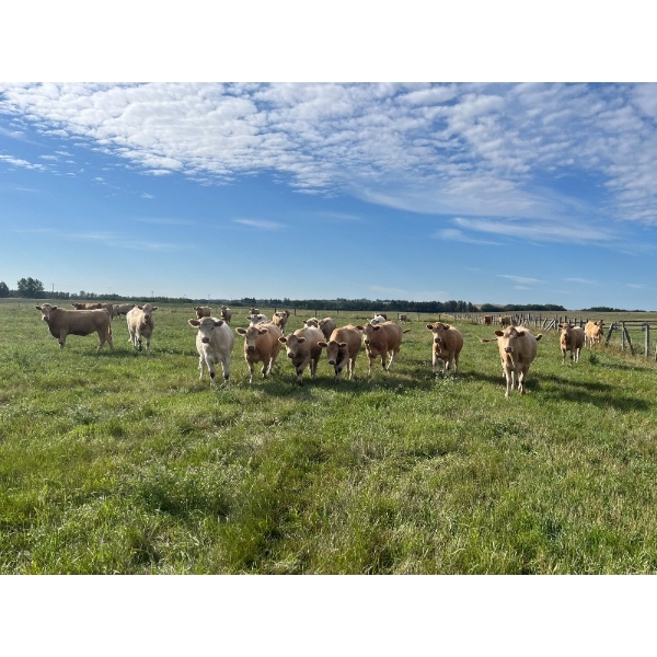 Valley Ranch - 975# October Grass Heifers - 125 Head (Dewberry, AB)
