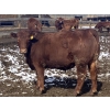 Image 5 : Hawk Ranching - 930# March Delivery Steers - 67 Head (Parkland, AB)
