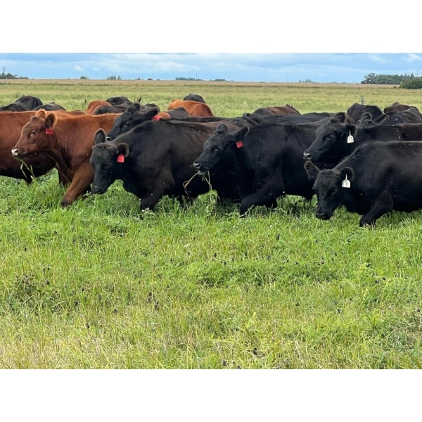 Triangle D Land & Cattle Co. - 825# September Delivery Grass Steers - 95 Head (Hanley, SK)