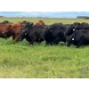 Image 1 : Triangle D Land & Cattle Co. - 825# September Delivery Grass Steers - 95 Head (Hanley, SK)
