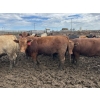 Image 3 : Birch Island Land & Cattle - 1050# June/July Delivery Heifers - 57 Head (Rhein, SK)