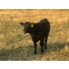 Image 7 : Brad, Kelly & Oliver Deschamps - 430# October Delivery Heifer Calves - 55 Head (Patricia, AB)