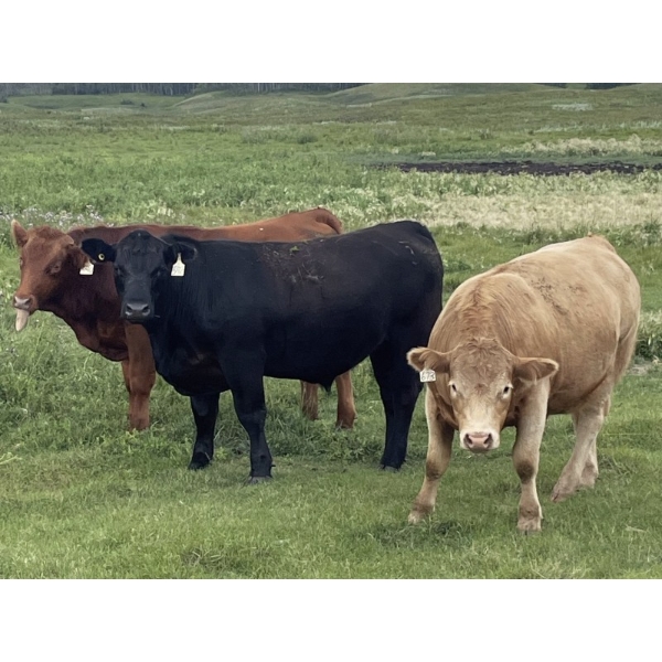 Bar 3 Ranches Ltd. - 1040# September Delivery Grass Steers - 118 Head (Erskine, AB)