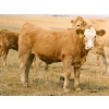 Image 7 : Alvin Sandum Family - 670# Steer Calves - 94 Head (Hussar, AB)