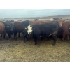 Image 3 : Fox Cattle Co. - 950# September Delivery Grass Heifers - 130 Head (Foam Lake, SK)