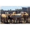 Image 5 : Cattlewood Farms Ltd. - 945# June/July Delivery Heifers - 35 Head (Fincastle, AB)