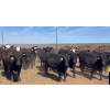 Image 4 : Cross Bar Ranch - 1050# May Delivery Steers - 205 Head (Consort, AB)