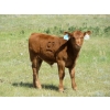 Image 10 : Colter Malloy - 540# November Delivery Steer Calves - 80 Head (Pollockville, AB)