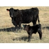 Image 16 : 9X Enterprises - 12 Black/BBF 1st Calf Pairs (Millicent, AB)